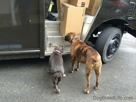 The back of a blue nose American Bully Pit puppy and a brown with black and white Boxer are standing in front of a UPS truck's metal steps. The puppy has a bone in her mouth. The dogs are wagging their tails.